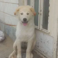 سگ نگهبان توله دوماهه