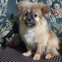 واگذاری سگ پامر خرسی