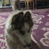 واگذاری توله هاسکی مالاموت|سگ|اصفهان, باغ زرشک|دیوار