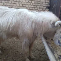 دبر و بز  دورگ