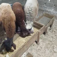 گوسفند نر هشت ماهه|حیوانات مزرعه|آق قلا, |دیوار