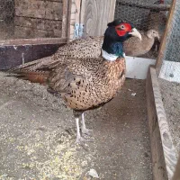 پرنده آمریکایی طلایی