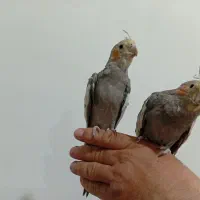 طوطی|پرنده|فیرورق, |دیوار