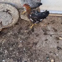 مرغ و خروس ۸ ماهه