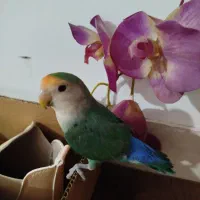 کوتوله برزیلی