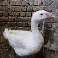 یک قطعه غاز سالم و درشت