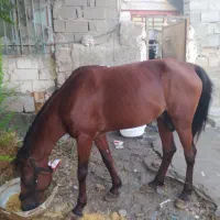 اسب سرو حال|اسب و تجهیزات اسب‌سواری|بندرعباس, |دیوار