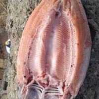 ماهی قزل آلا