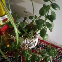 گل ها|گل و گیاه طبیعی|قزوین, |دیوار