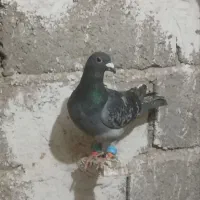 کفتر پولک نر|حیوانات|گناباد, |دیوار