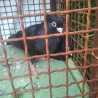 سیاه صرب|پرنده|امیدیه, |دیوار