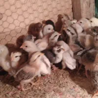 جوجه  گلین لری اصیل