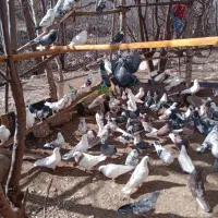 کبوتر فروشی|پرنده|مشگین شهر, |دیوار