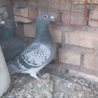 فرش طرح کبوتر