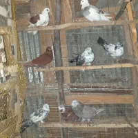 کبوتر پرشی وجفت گاهی|پرنده|احمدسرگوراب, |دیوار