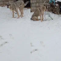 سگ پژدر ماده|سگ|سقز, |دیوار