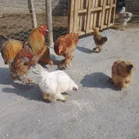 مرغ خروس برهما
