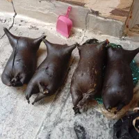 هیزهبهصورتعمدهوتکیموجوداست