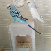 مرغ عشق جفت
