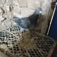 کفتر یا کبوتر|پرنده|تربتحیدریه, پائین ولایت|دیوار