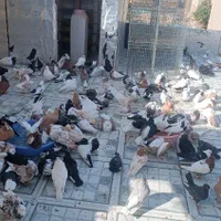 کبوتر کلکسیونی و پرشی درجه یک|پرنده|سردشت, |دیوار