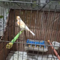 قناری نر و ماده|پرنده|قدس, شهرک فرزان|دیوار