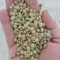 عدس پهن محلی