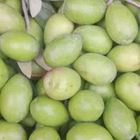 زیتون طارم شکستن با دستگاه رایگان