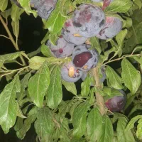 باغ در روستای هندور|فروش خانه و ویلا|ماکو, |دیوار