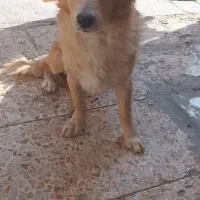 پاپی اشپیتز تریر نر|سگ|مبارکه, |دیوار