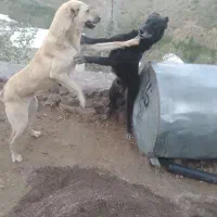 سگ سراب ۲ ساله
