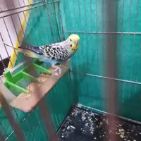 جفت نرماده مرغ عشق نر رنگین کمانی ماده چشم شرابی|پرنده|کرمان, |دیوار