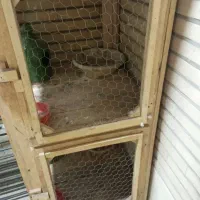 گنجه نونو وسالم