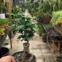 گل و گیاه آپارتمانی بنسای جنسینگ|گل و گیاه طبیعی|تهران, عبدل‌آباد|دیوار