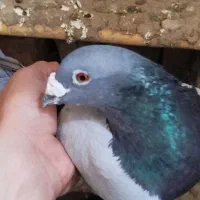 ۹۰۰|پرنده|کلاله, |دیوار