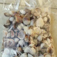 گوش ماهی(صدف دریایی)|پرنده|سنگر, |دیوار