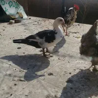 اردک اسراییلی|حیوانات مزرعه|ماهدشت, |دیوار