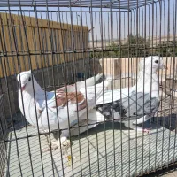 یک چفت کفتر پشتکار بشرط