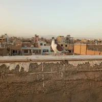 ساده سرخ نر هم پرشی هم برای جفتگاه خوبه