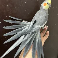 عروس هلندی نر سینامون لوتینو آلبینو بالغ