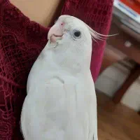 عروس هلندی سفید گمشده
