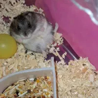 دوعددهمستر|موش و خرگوش|نسیم‌شهر, |دیوار