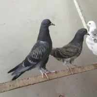 جوجه و کهنه پرش سنگین