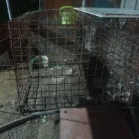 قفس بزرگ