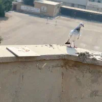 دوتا ماده شیخ|پرنده|بندر ماهشهر, |دیوار