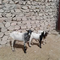بز جفت کهره نر زیرشه