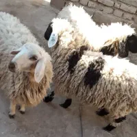 ۳عدد بره نر چاق و چله دونه11|حیوانات مزرعه|زابل, |دیوار