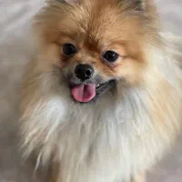 سگ پامرانین|سگ|تهران, گلستان (شهرک راه آهن)|دیوار