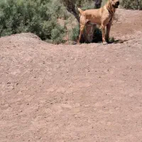 سگ نگهبان