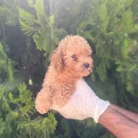 توله توی پودل و تاینی پودل